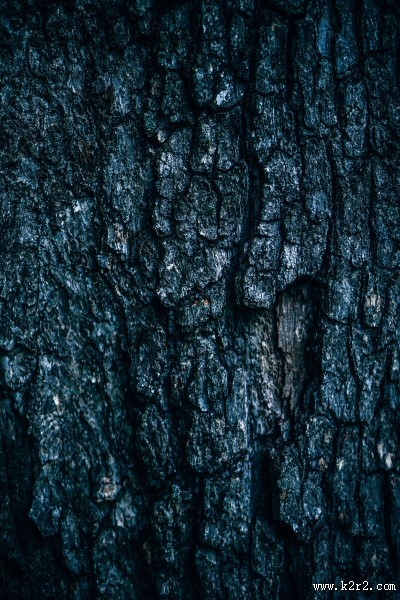 形态各异的树皮图片