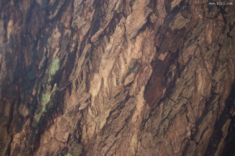 形态各异的树皮图片