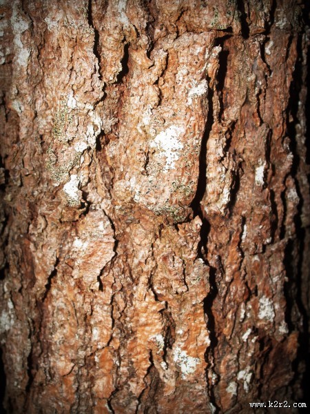 形态各异的树皮图片