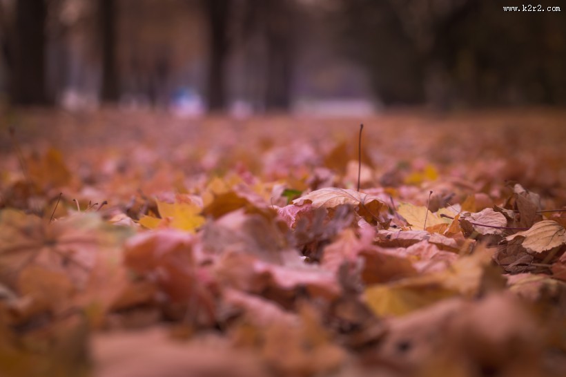 漂亮的枫叶图片
