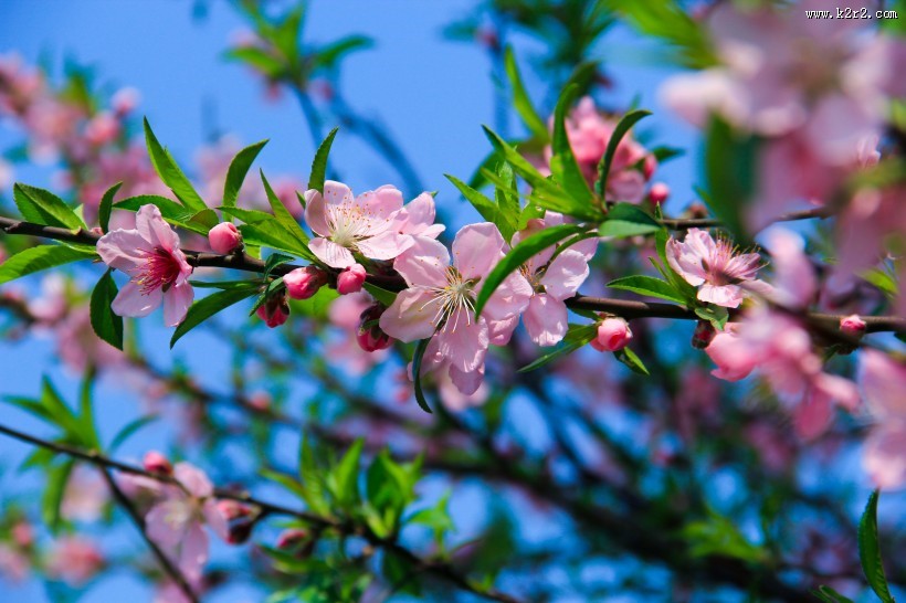 春季唯美桃花图片