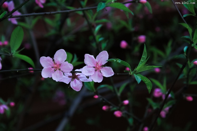 春季唯美桃花图片