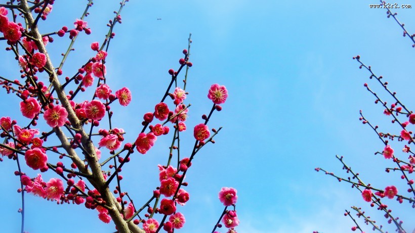 春季唯美桃花图片
