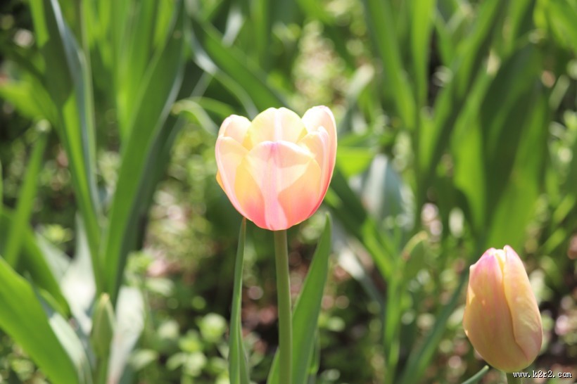 怒放的郁金香图片