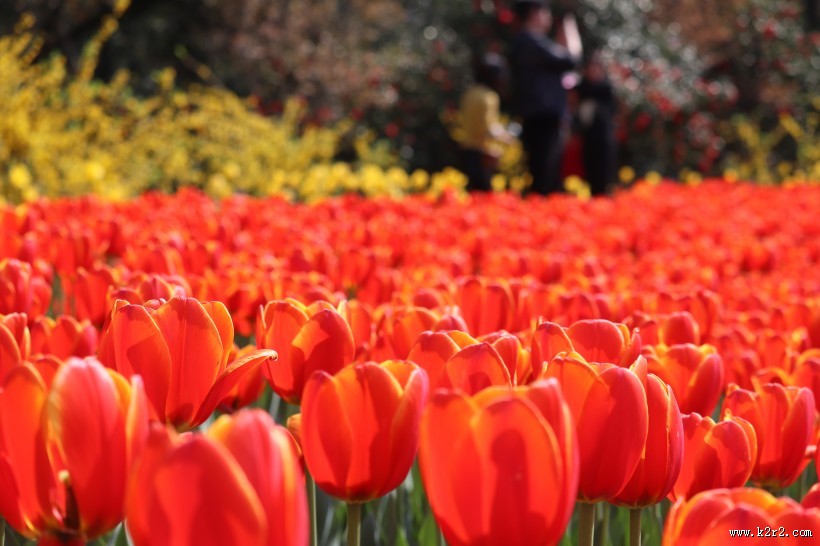 怒放的郁金香图片