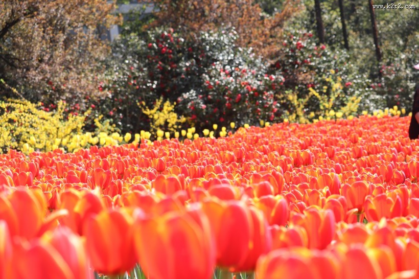 怒放的郁金香图片