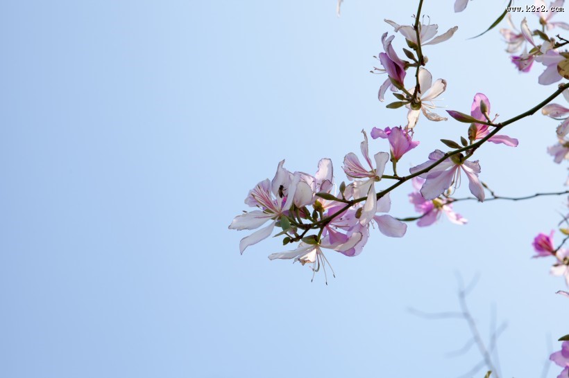 好看的紫荆花图片