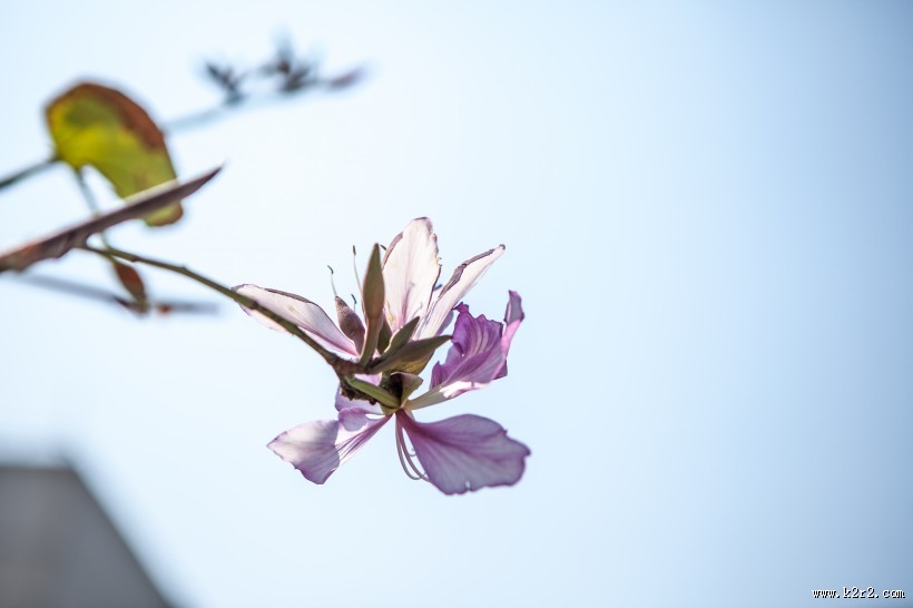 好看的紫荆花图片