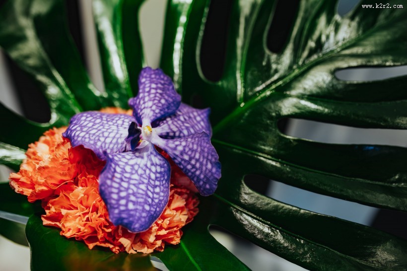 特写镜头下的鲜花和植物的图片大全