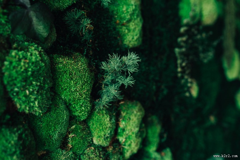 特写镜头下的鲜花和植物的图片大全