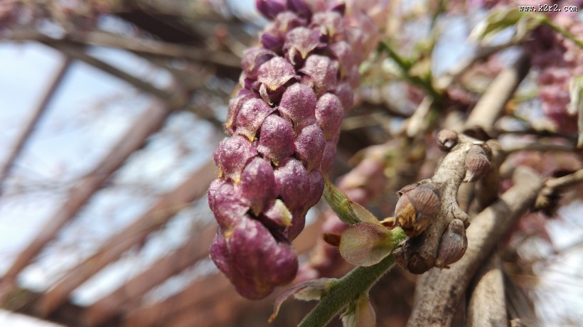 紫色的观赏植物图片大全