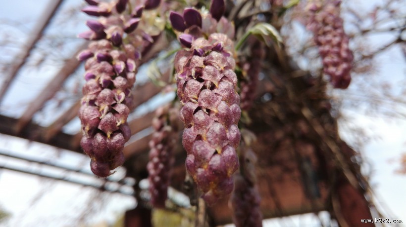紫色的观赏植物图片大全