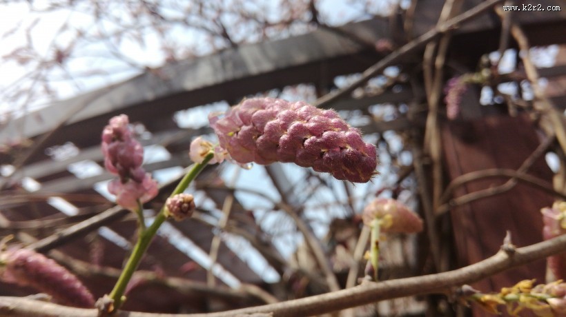 紫色的观赏植物图片大全