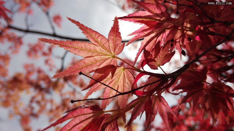 红色的树叶图片