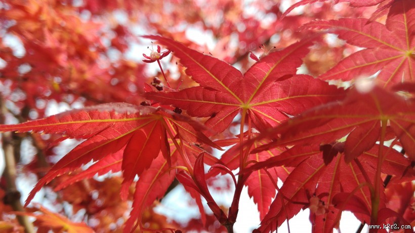 红色的树叶图片