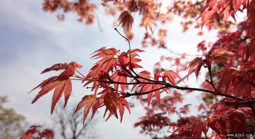 红色的树叶图片