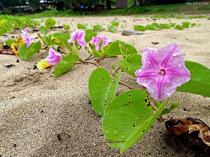 美丽的牵牛花图片