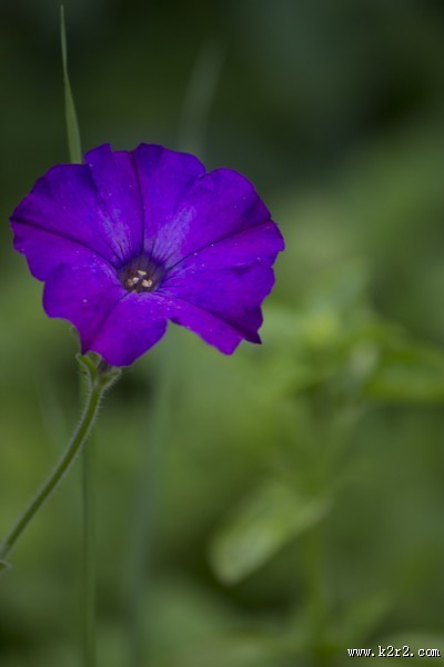 美丽的牵牛花图片