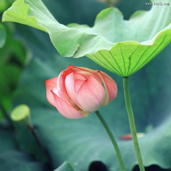 夏日荷花图片大全