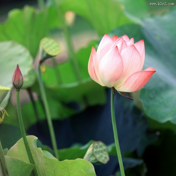 夏日荷花图片大全