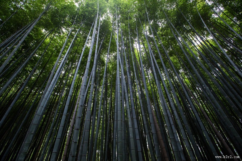 挺拔的竹子图片大全