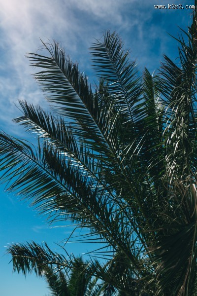 阳光下的棕榈树图片大全