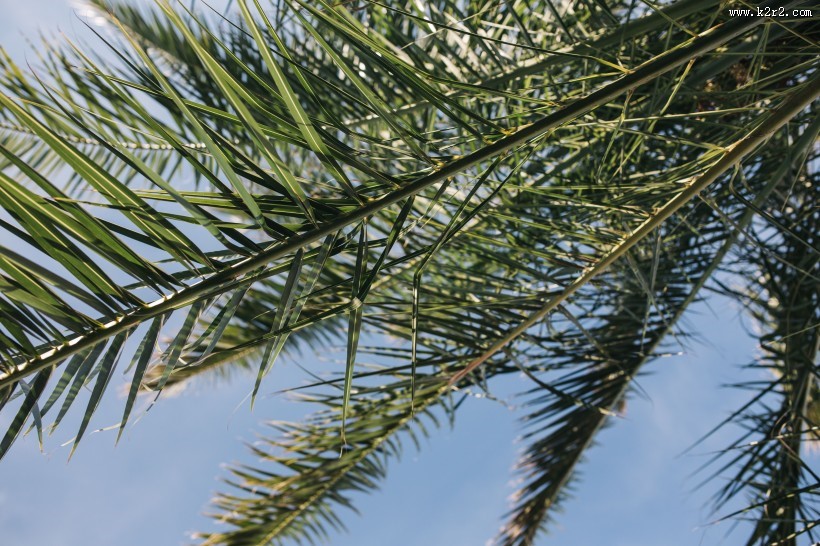 阳光下的棕榈树图片大全
