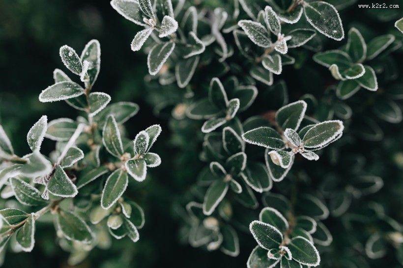 冰冻的树叶和树枝图片