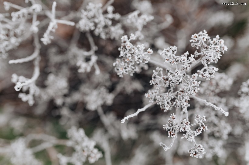 冰冻的树叶和树枝图片