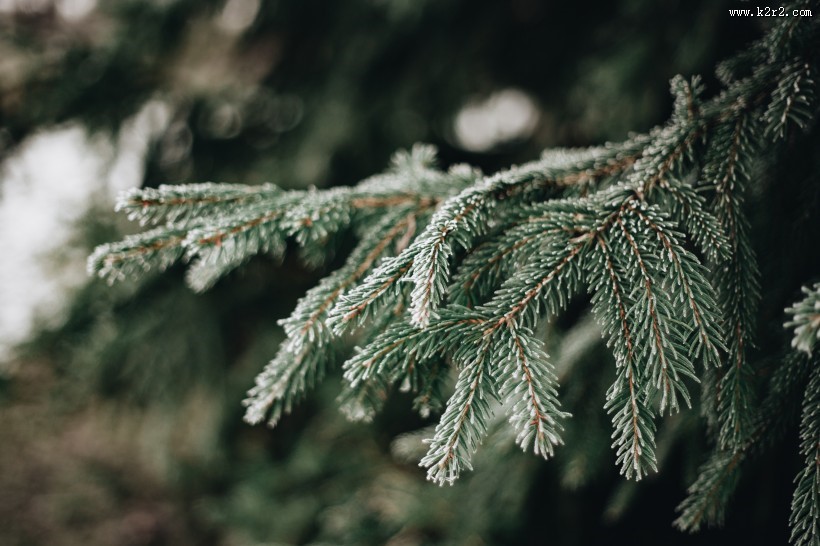 冰冻的树叶和树枝图片