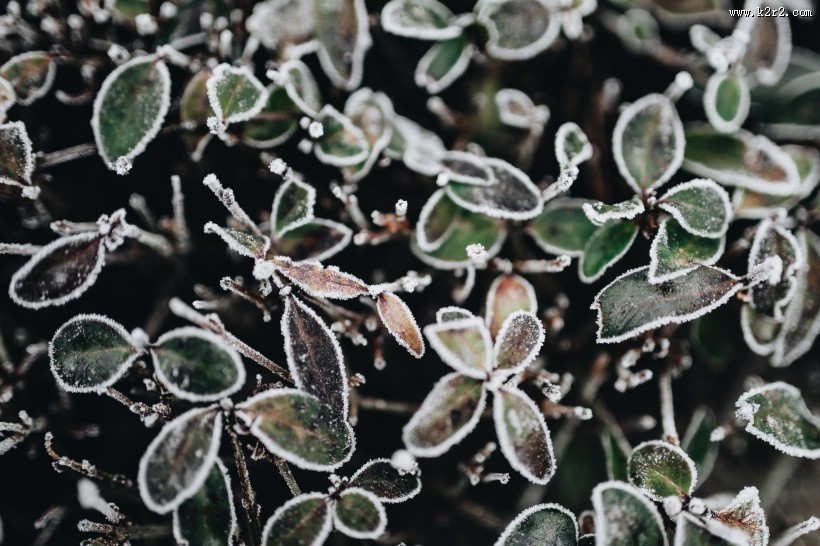 冰冻的树叶和树枝图片