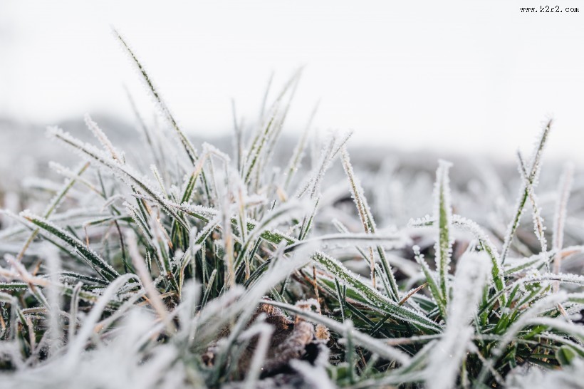 早霜覆盖草地的图片