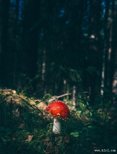 颜色鲜艳的毒蘑菇图片大全