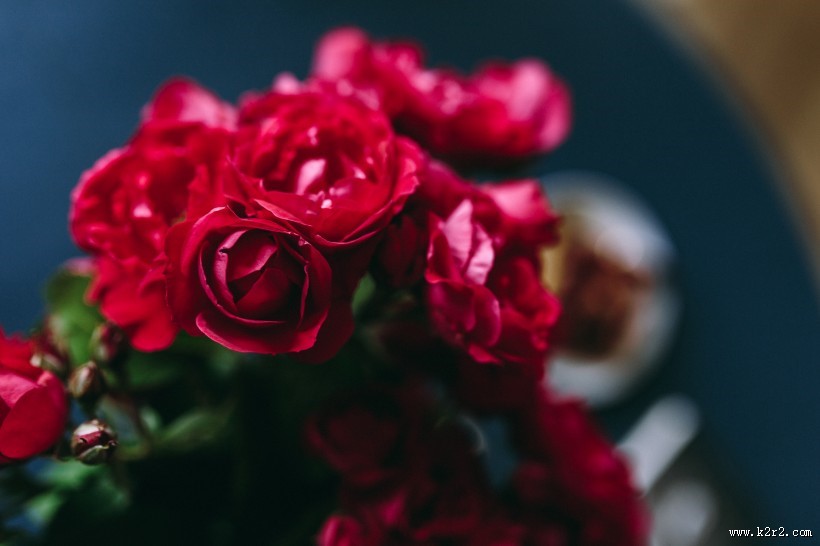 办公桌上的红玫瑰图片