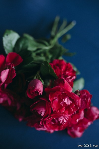 办公桌上的红玫瑰图片