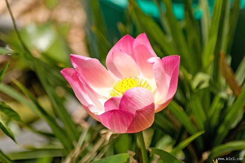 美丽的荷花图片