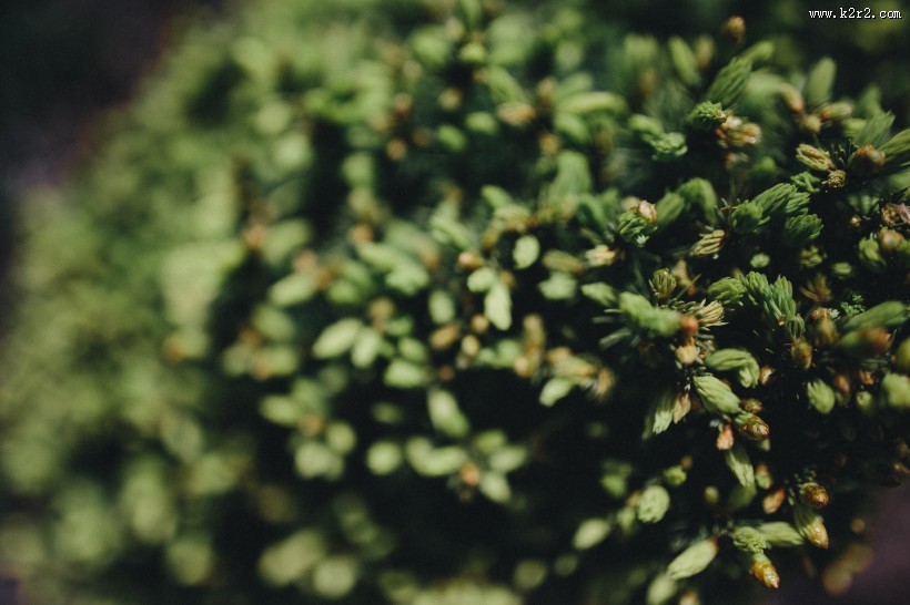 大自然中花草树木的特写图片