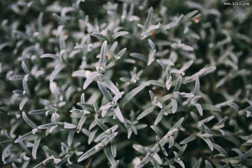 大自然中花草树木的特写图片