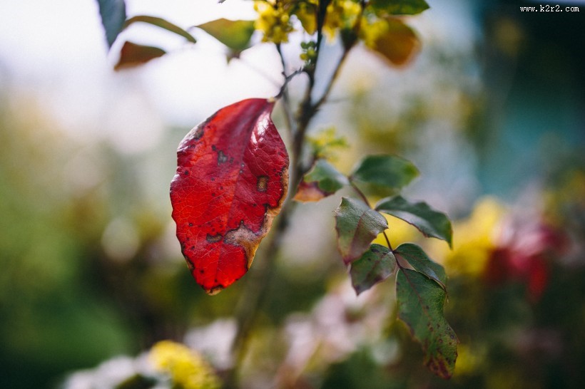 大自然中花草树木的特写图片