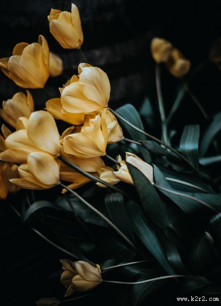 美丽的黄色郁金香图片