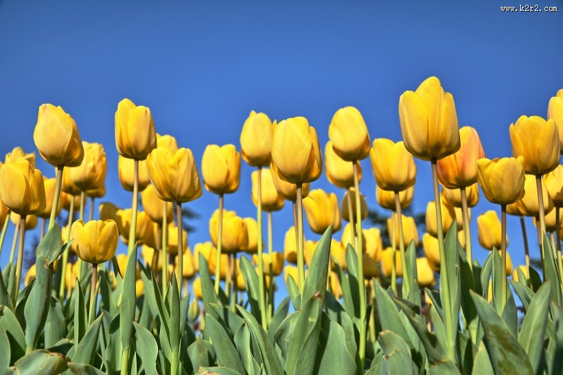 美丽的黄色郁金香图片