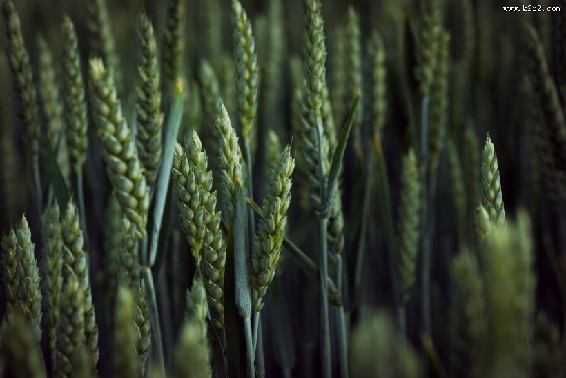 绿色的小麦图片