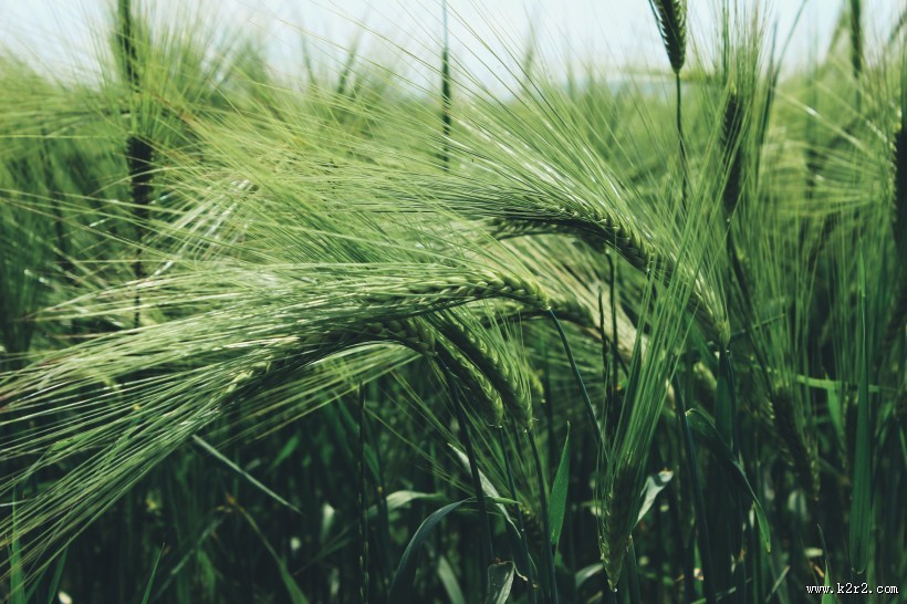 绿色的小麦图片