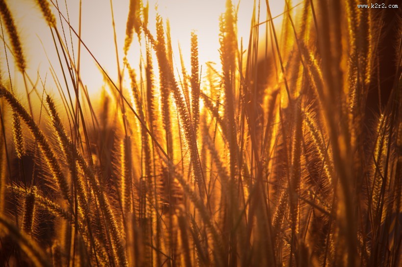 成熟的小麦图片大全