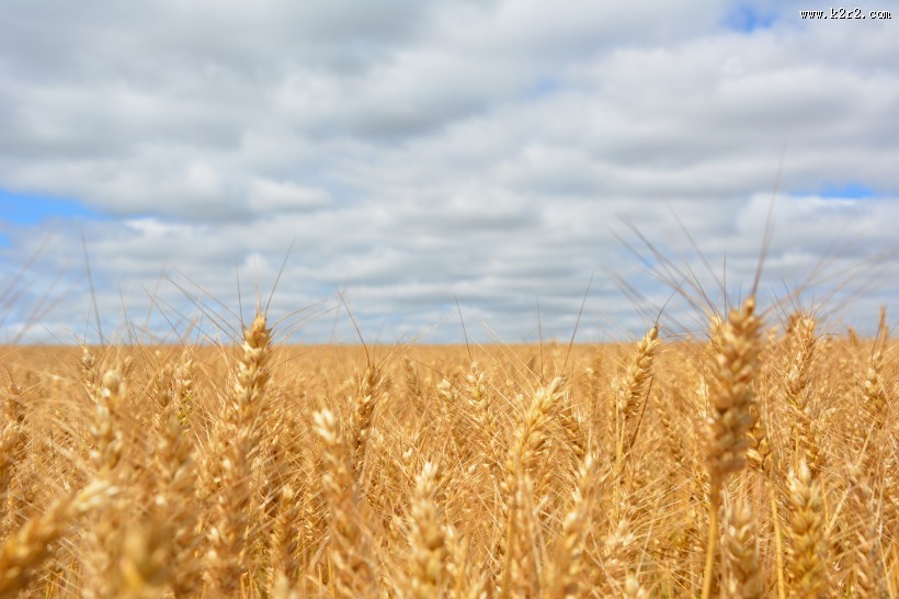 成熟的小麦图片大全