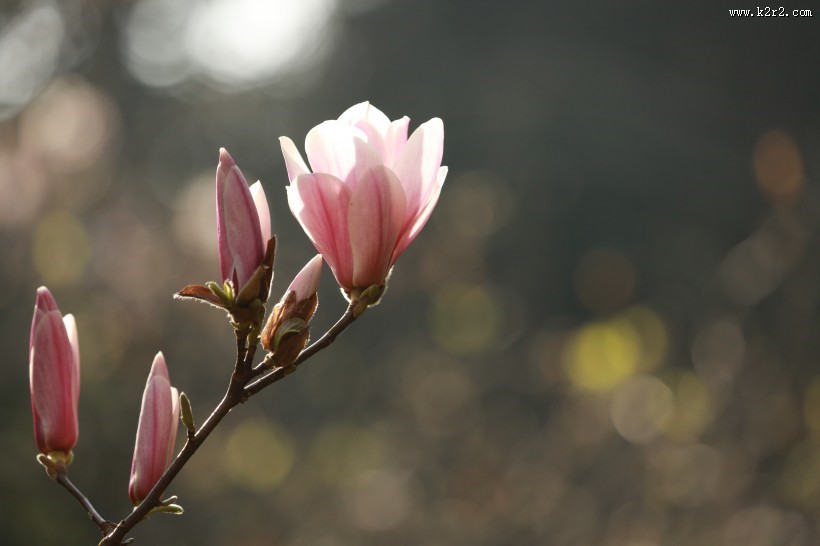 盛开的玉兰花图片