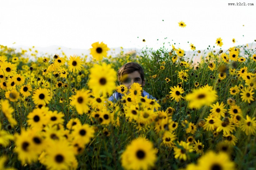 向日葵花田图片