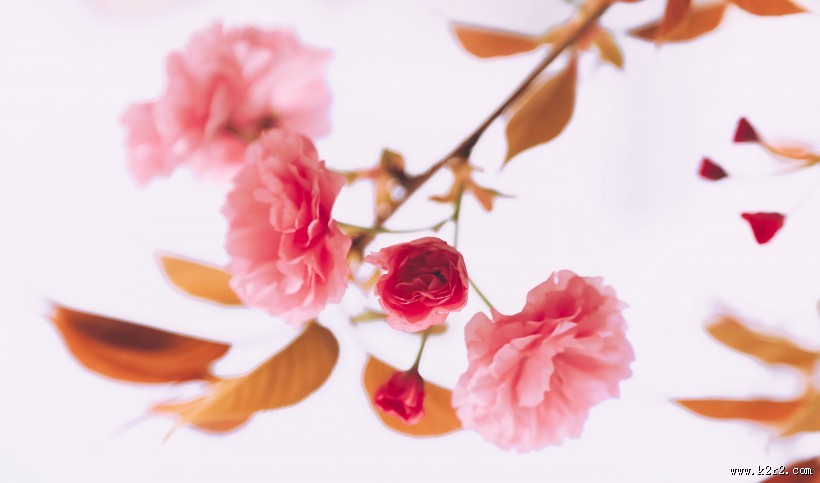 春天粉色的樱花图片大全