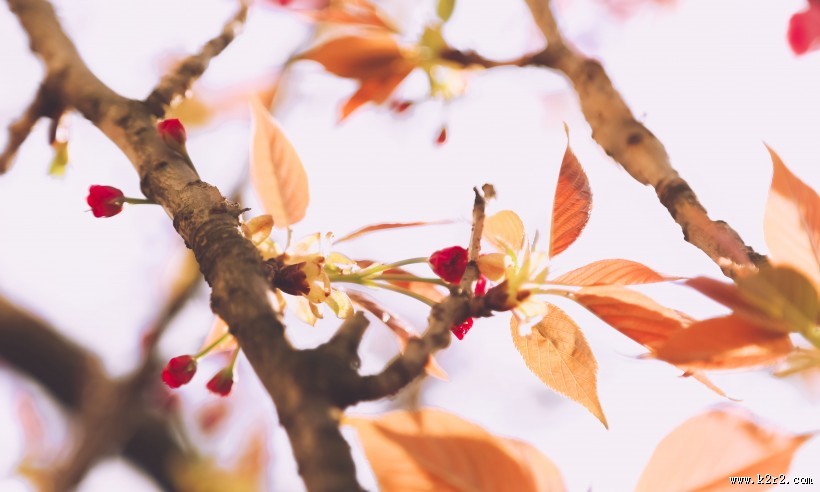 春天粉色的樱花图片大全