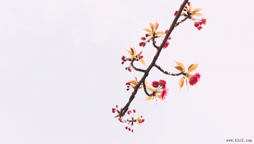 春天粉色的樱花图片大全